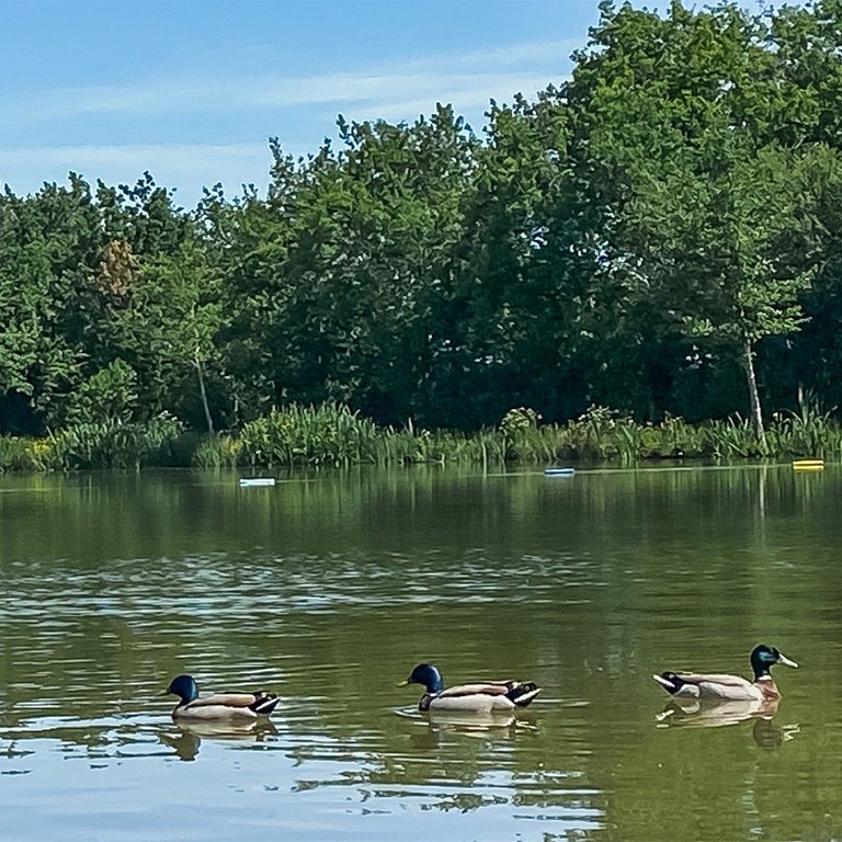campilo le camping avec etang de peche prive